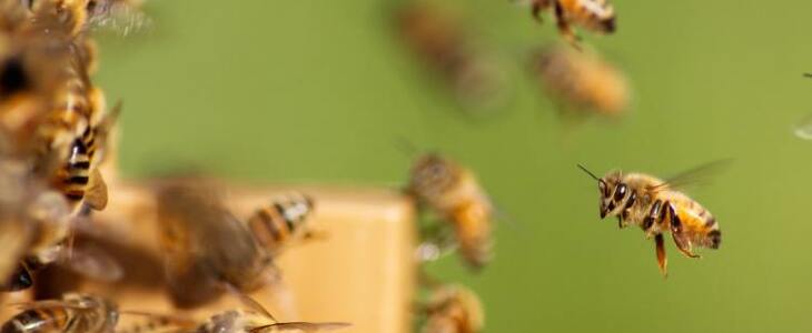 скільки живе бджола