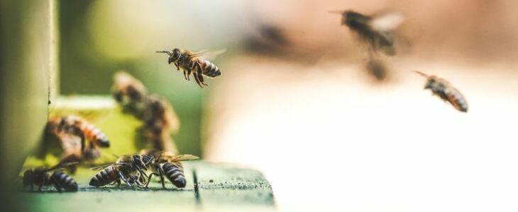 цікаві факти про бджіл