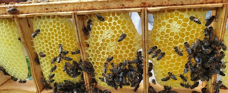 стільниковий мед